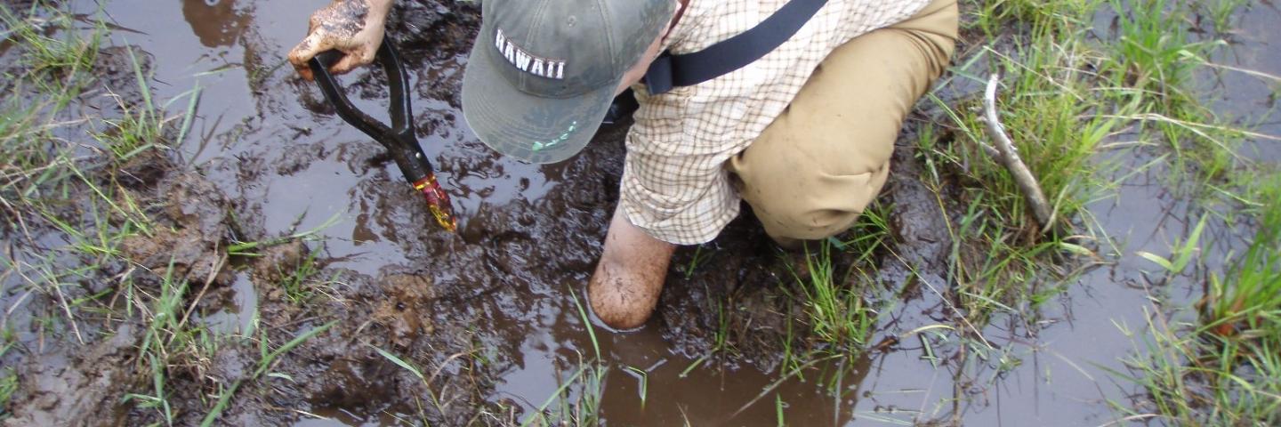 mud