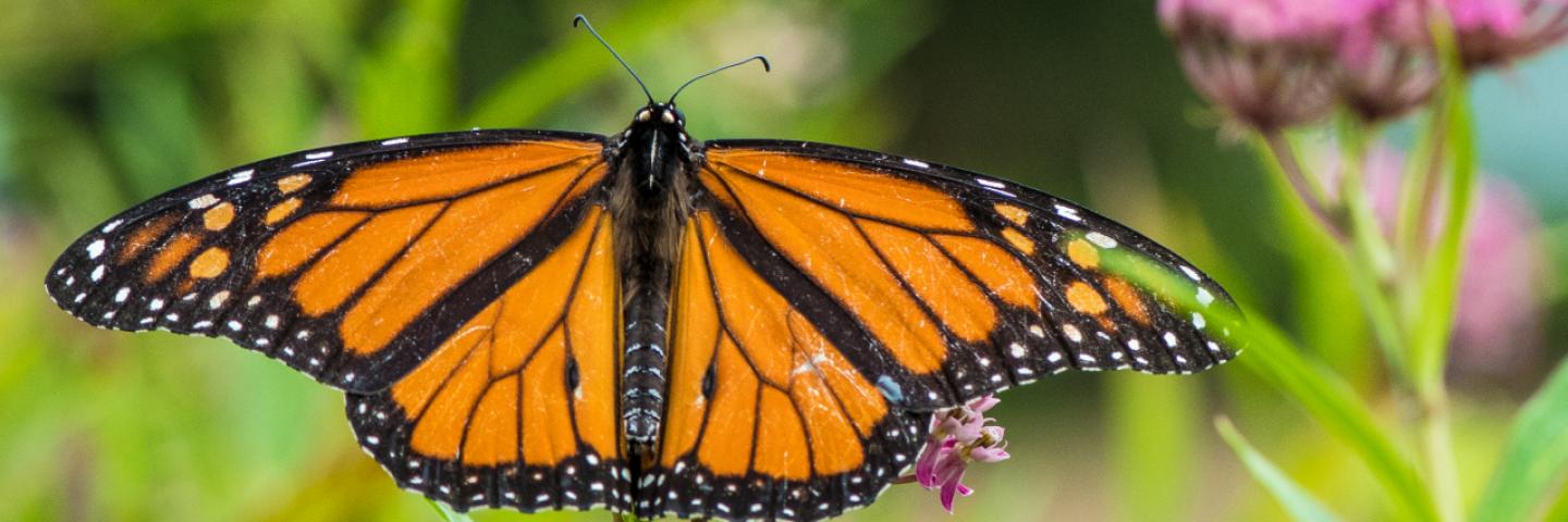 butterfly