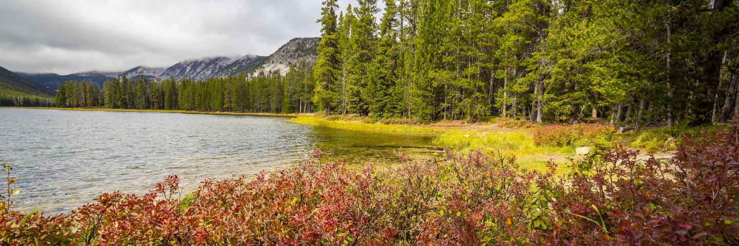 forest lake