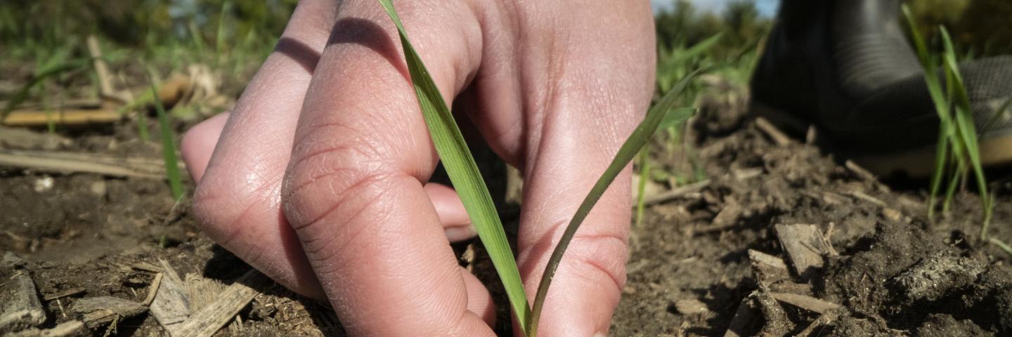 soil field plants