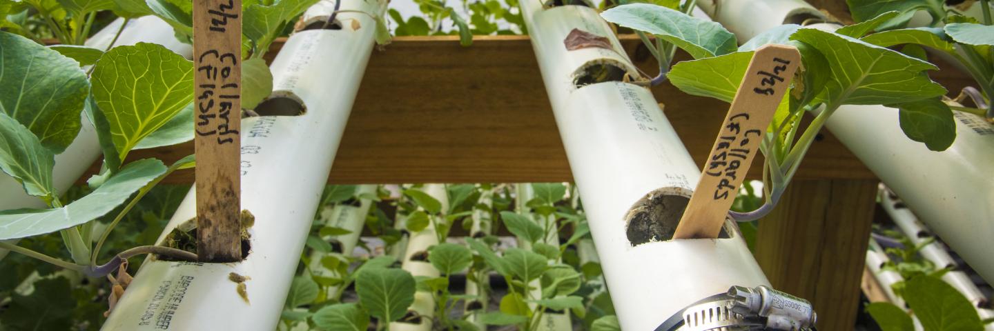 seedlings growing in an aquaponic system in a greenhouse.