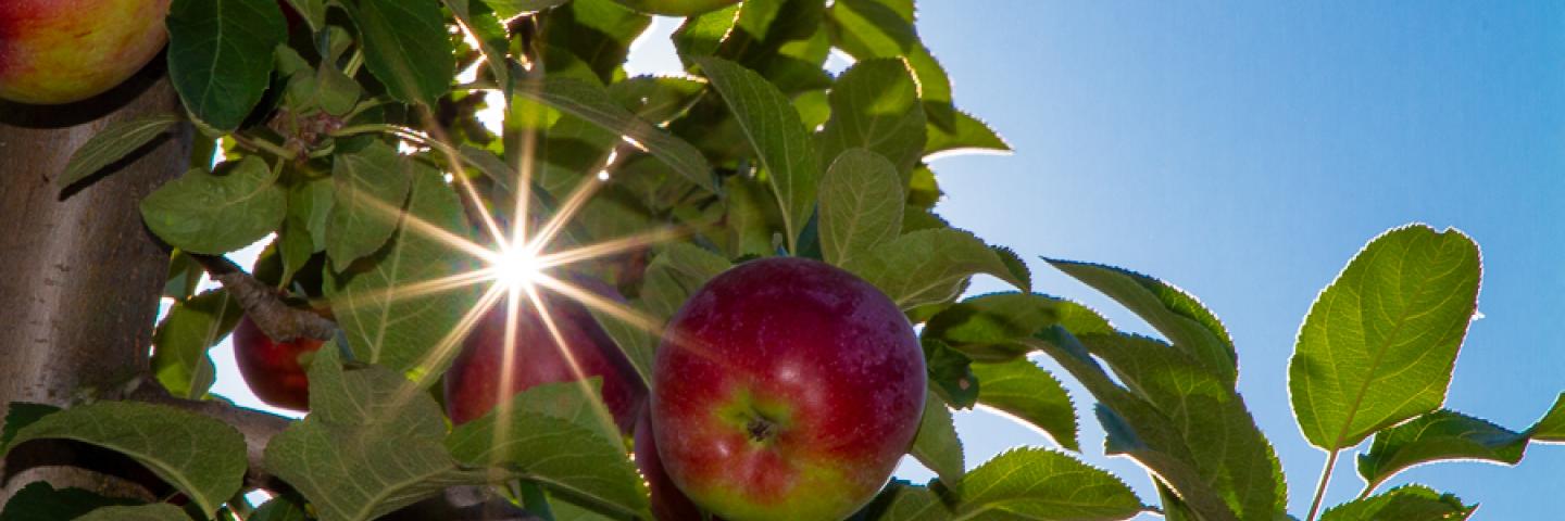Apple orchard n New Hampshire, The sun pokes through and apple tree and light sup the fruit.