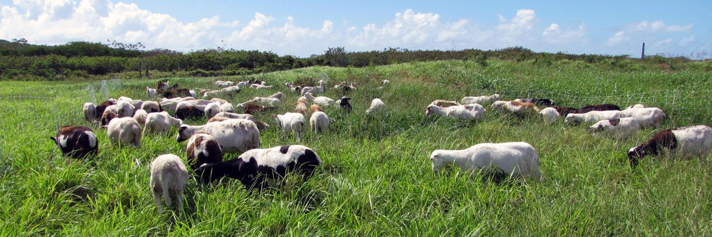 Goats and sheep grazing healthy pasture in St. Croix, USVI.