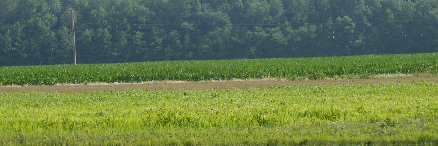 Shallow wildlife pond with cropland buffer