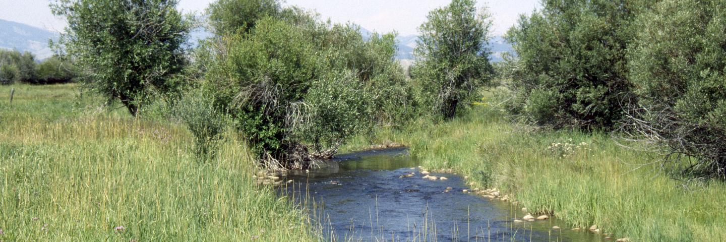 Creek with well-vegetated bank near Harrison, Montana.