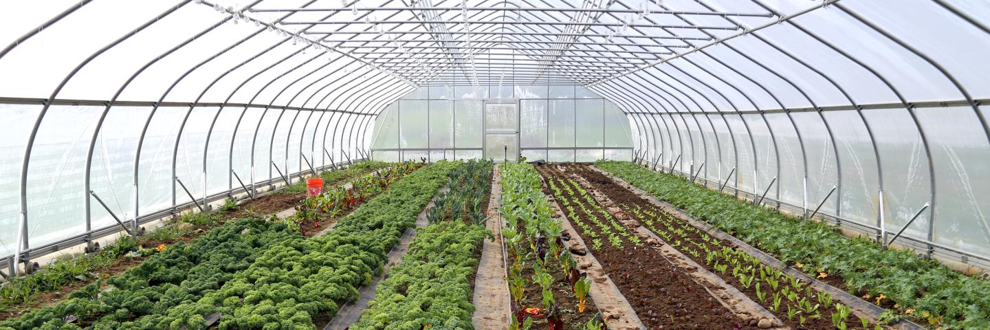 Crops in a high tunnel.