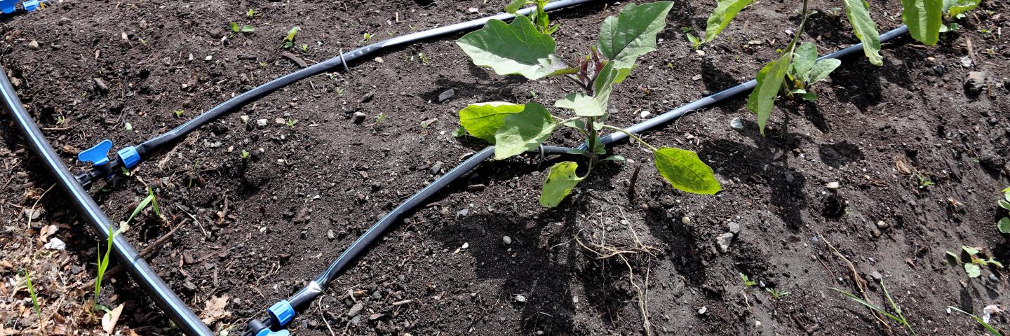 Drip irrigation on an urban farm
