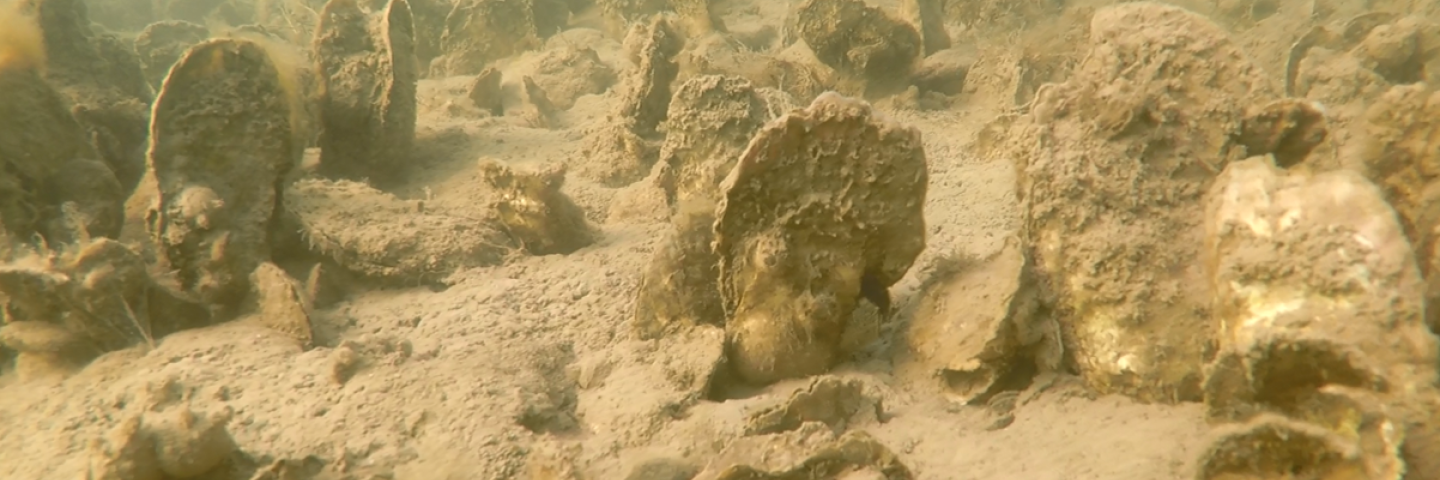 Virginia oyster reef