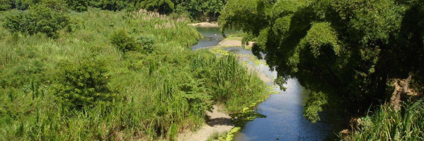 Floodplain of the Rio de La Plata, Puerto Rico.
