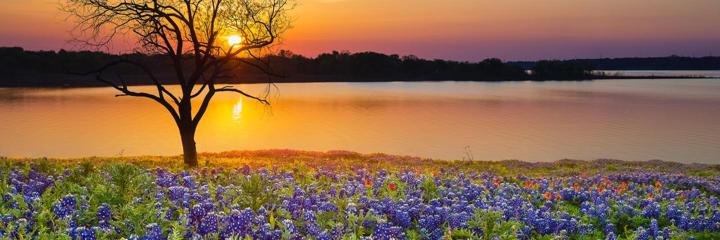 Bluebonnets in Texas