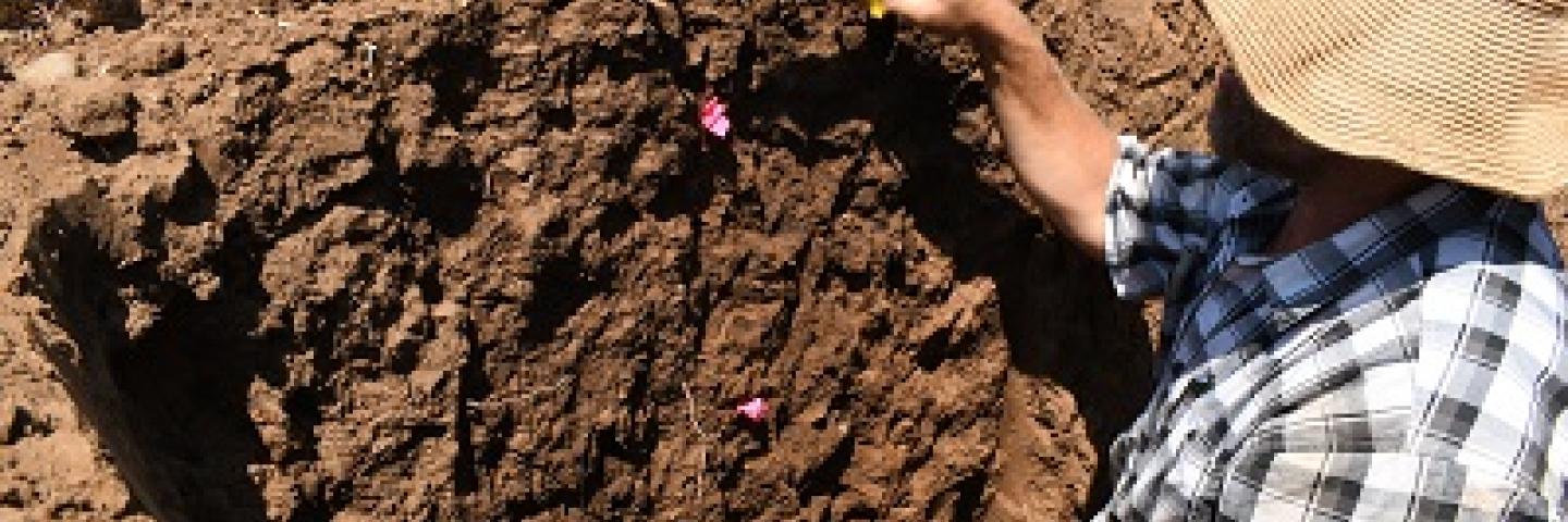 Graduate student describing soils profile