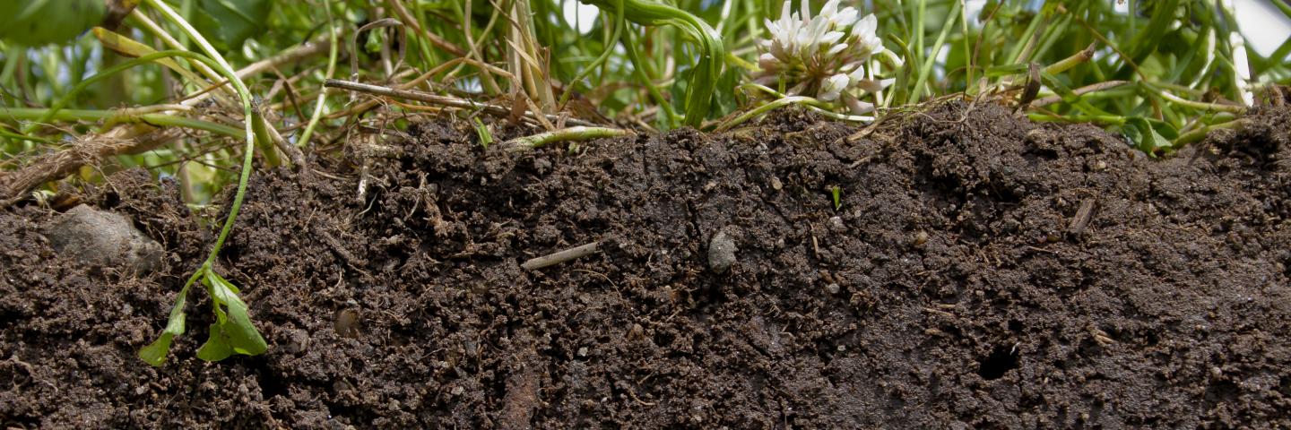 soil profile