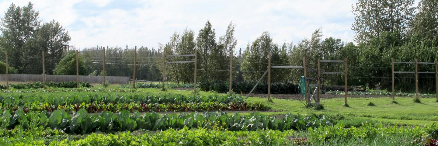 Crops on a farm in Alaska.