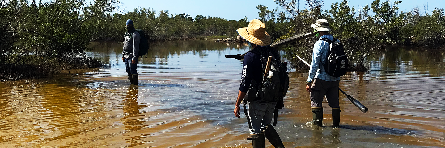 Caribbean Soils team conducts acid sulfate soil sampling in Ponce, Puerto Rico, on 21 September 2020.