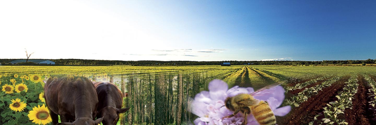 Mississippi farm picture