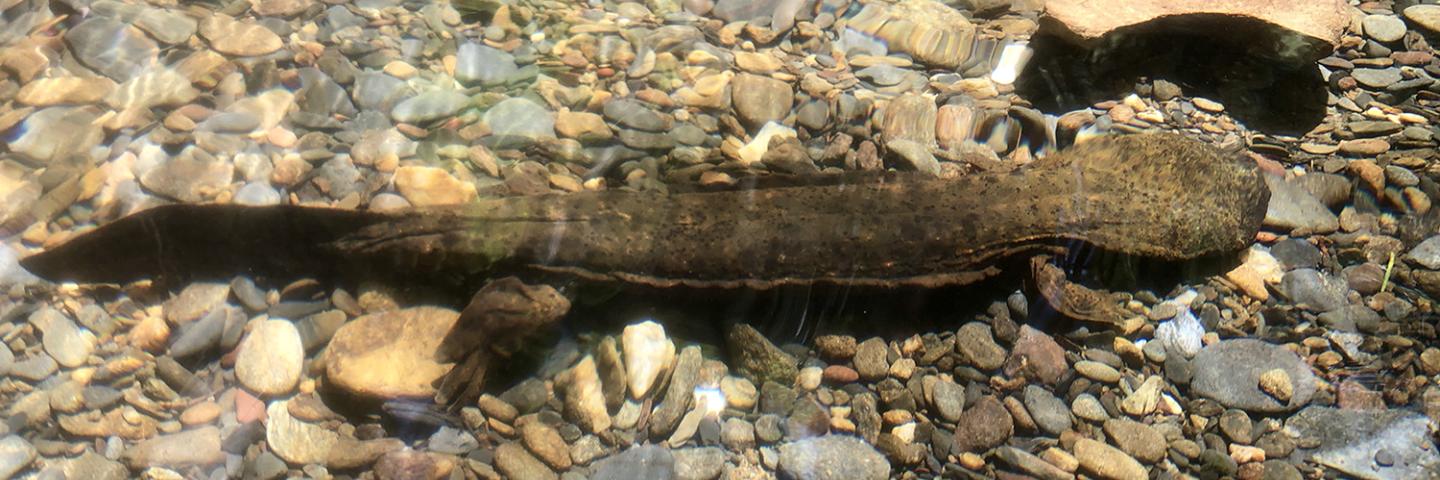 Working Lands for Wildlife - Eastern Hellbender Header Image