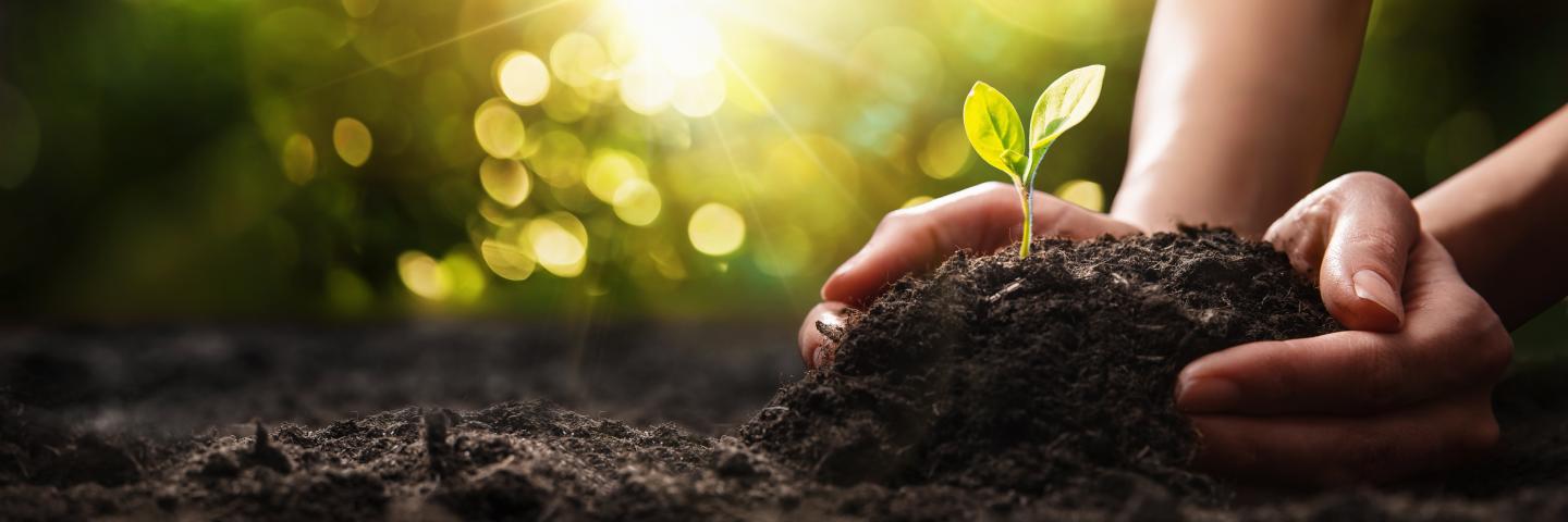 Hand holding soil