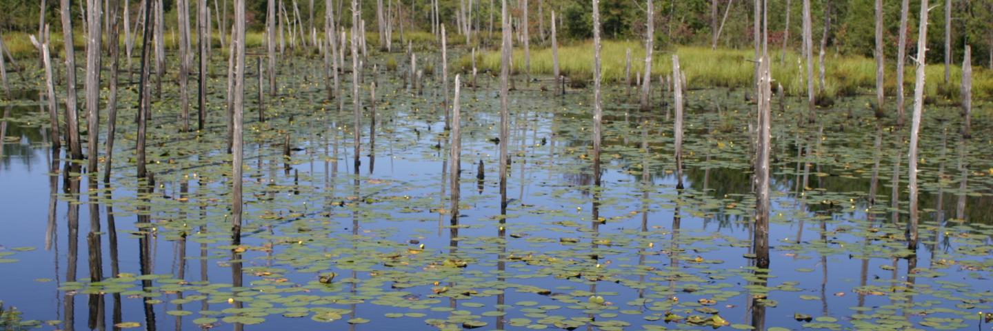 wetlands in New Jersey