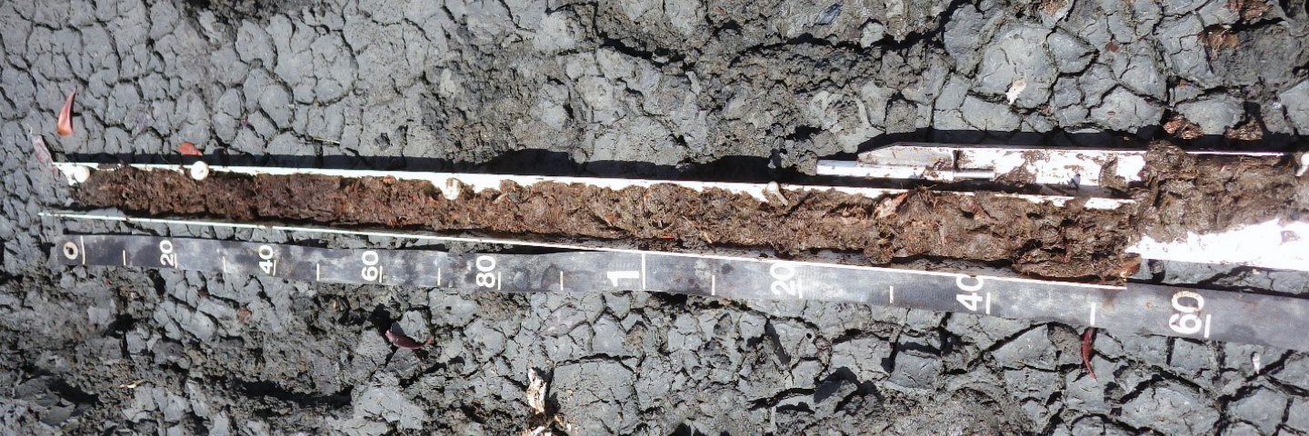 Organic soil profile in Puerto Rico