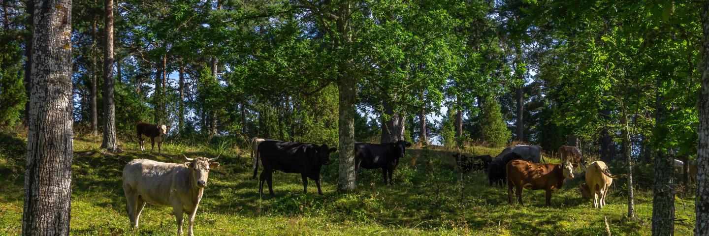 Cows graze in a forest.