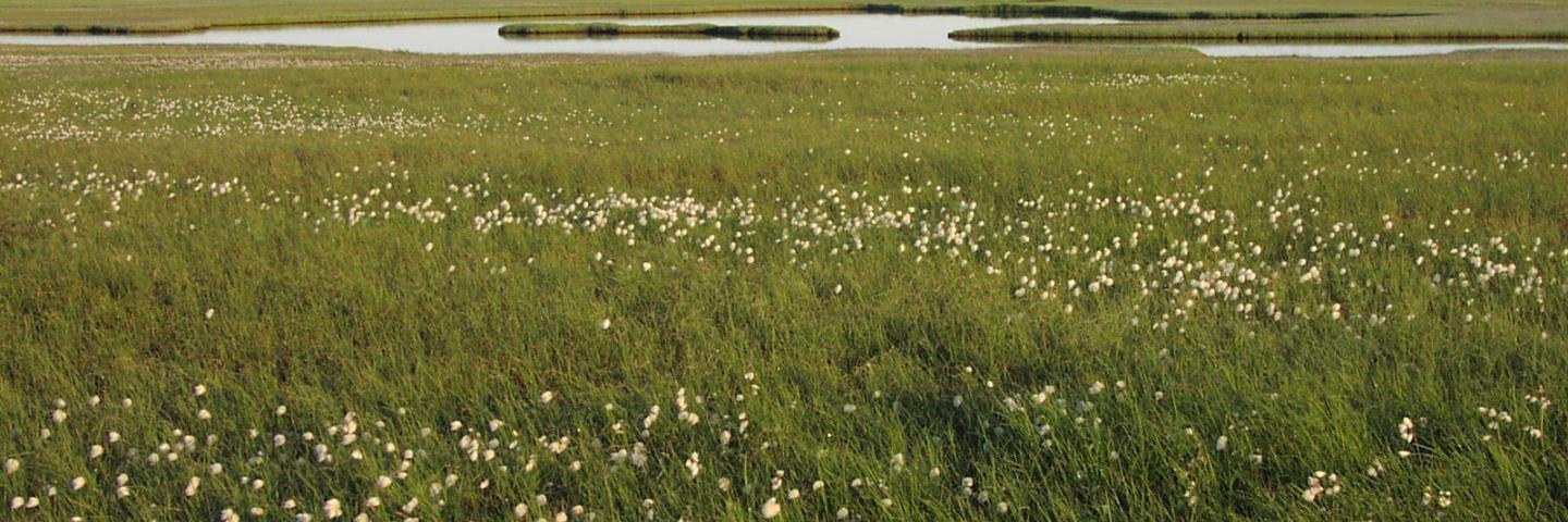 Cotton grass in a wetland in Alaska