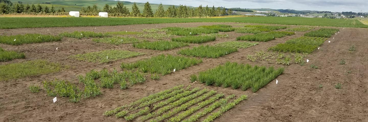 Various species in evaluation plots at the Pullman, WA Plant Materials Center