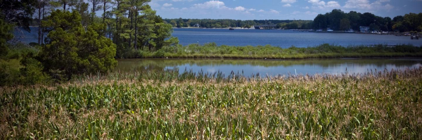 Maryland cornfield next to water