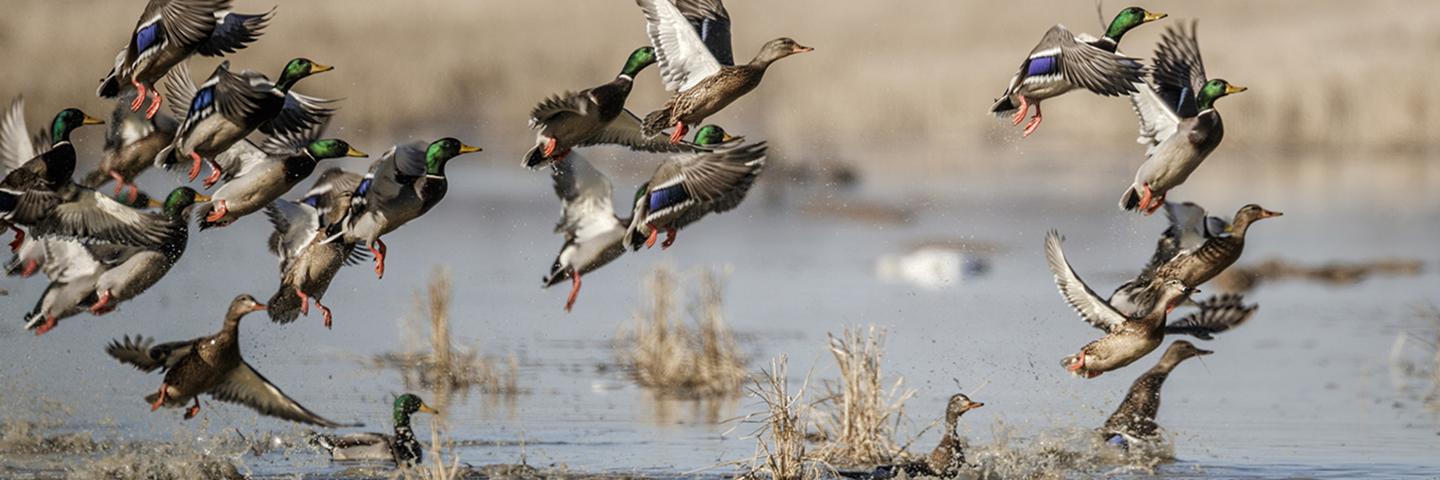 Waterfowl in flight, with a body of water below.