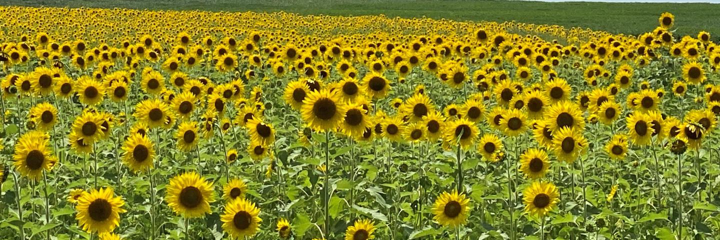 Field of sunflowers