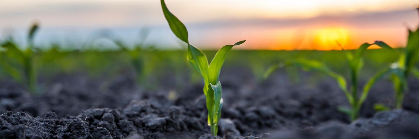 Close-up of corn