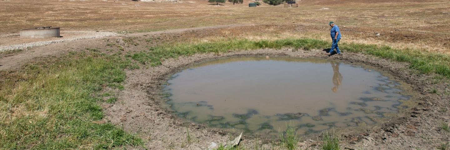 An algal bloom in a pond.