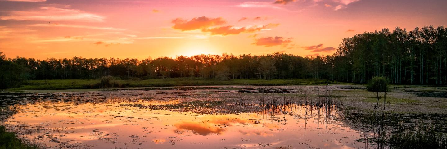 Louisiana Home Page Photo