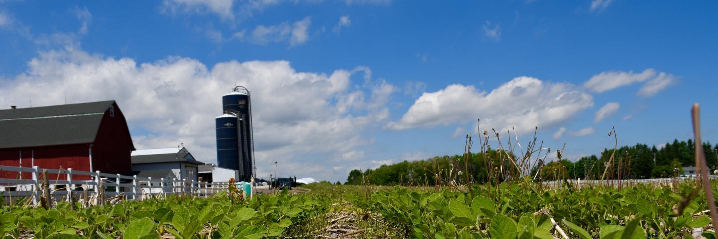 crops on farm