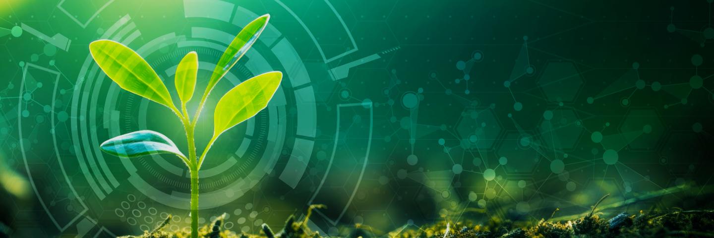 Plant