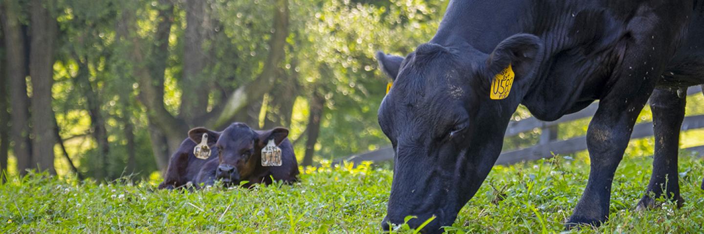 NRCS Cows Hero