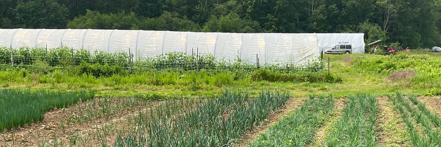 Basil Farm in Johnston, RI - Row crops (chives, green onions) with mulch; high tunnel in background.