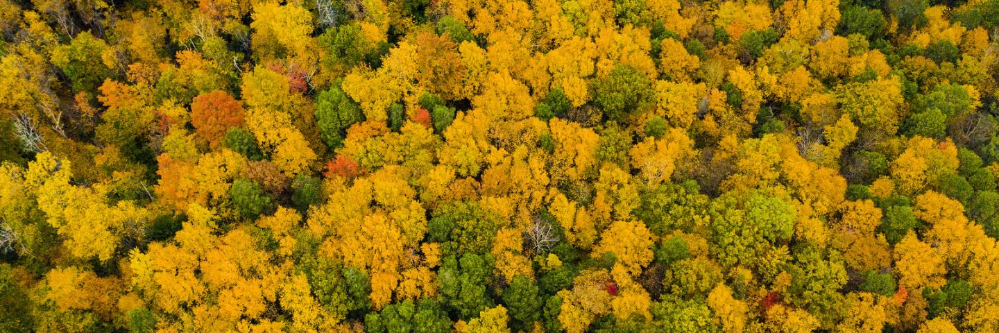 Fall color near Shelburne, Massachusetts, on October 16, 2019. USDA Photo by Lance Cheung.