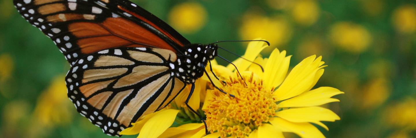 Monarch adult nectaring on Golden Crownbeard (Verbesina encelioides) in Payne County, Oklahoma.
(USDA/NRCS photo by Ray A. Moranz) 
