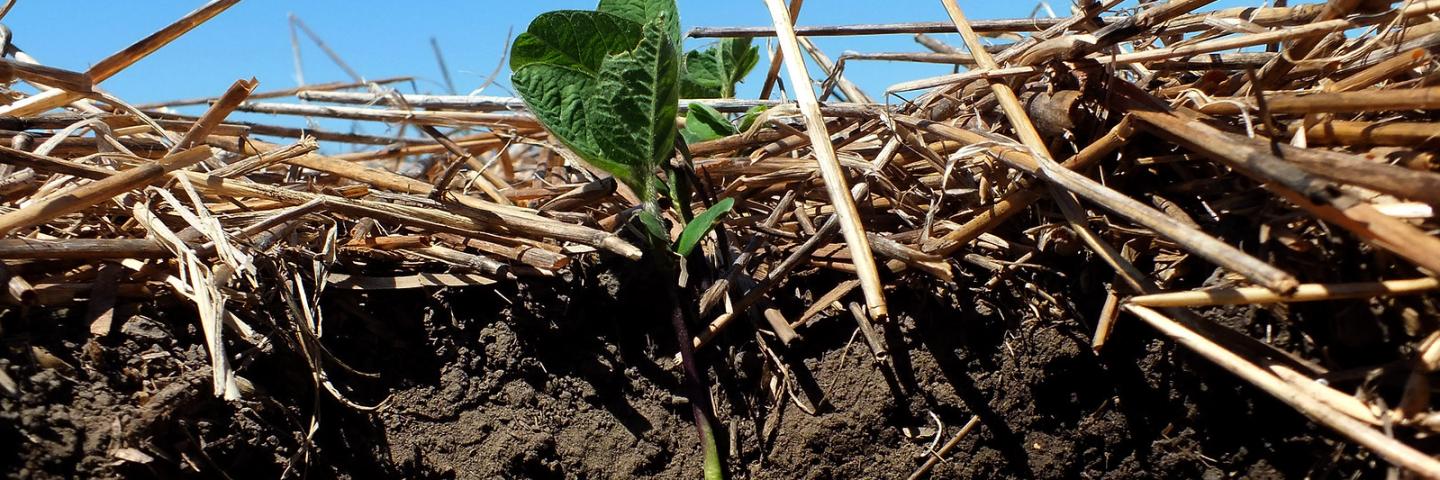 Soybeans Planted into Winter Wheat Stubble
File Type jpg | Picture Size 2550 x 1913
Biological activity helps winter wheat residue decompose to become precious organic matter that helps plants grow. Years of managing soil for residue and to improve its quality allowed organic matter to build up making the darker color near the surface.
A no-till field since 1990, this field has excellent organic matter under a corn-corn-broadleaf-wheat-broadleaf rotation for the last 10 years. 2011 was winter wheat
