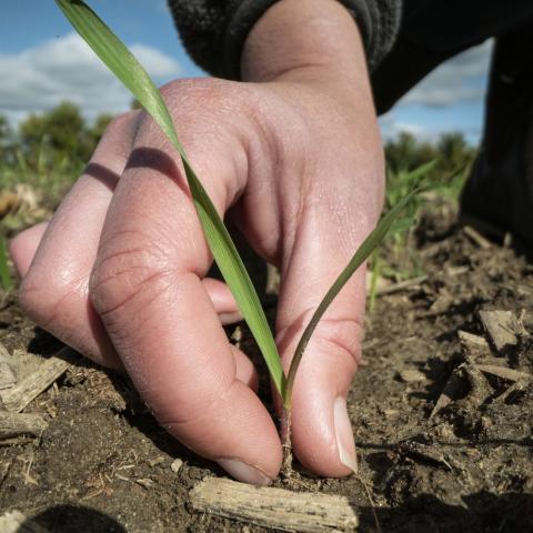 soil field plants