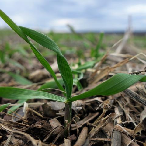 Cover crops emerge from the soil.