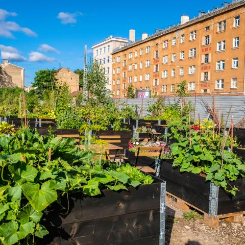 An urban garden surrounded by city buildings and high trees. 