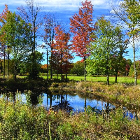 Bright blue sky with trees and a pond below