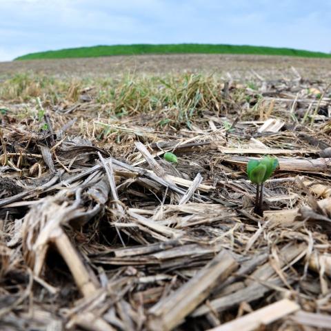 Green plants grow through reside on a cropland field.