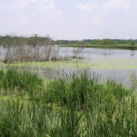 Wetland