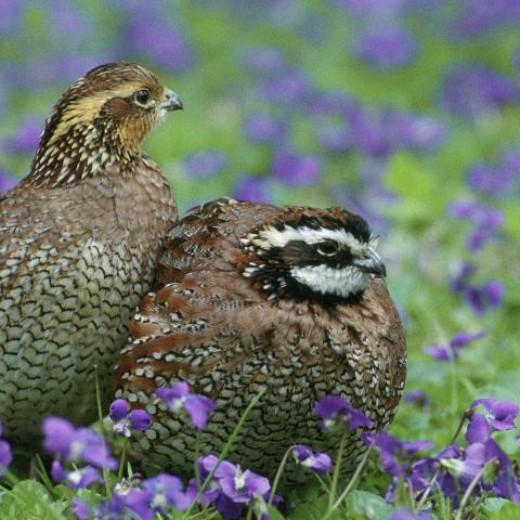 NBPP - CRP Bobwhite