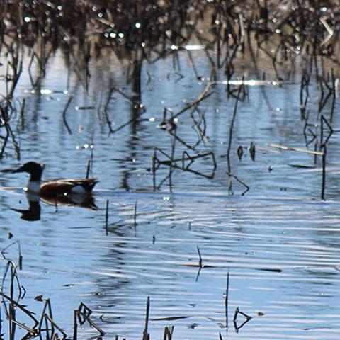Duck and four ducklings swimming among short reeds in a pond