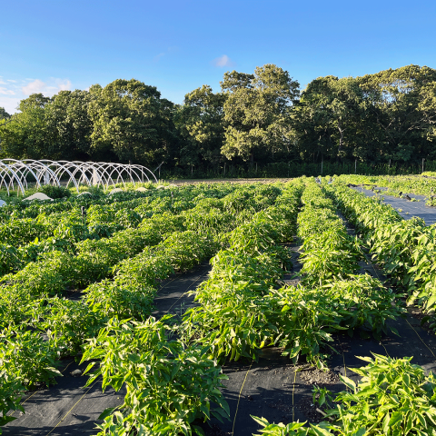 Row crops and high and low tunnels at Luckyfoot Ranch, North Kingstown, Rhode Island.