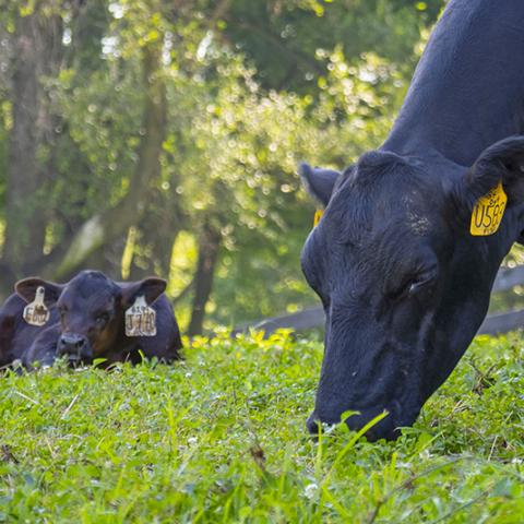 NRCS Cows Hero