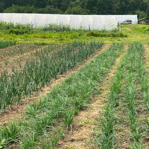 Basil Farm in Johnston, RI - Row crops (chives, green onions) with mulch; high tunnel in background.